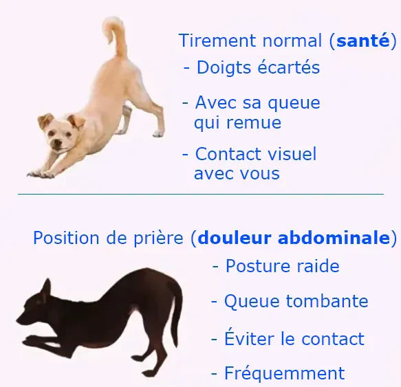 Pourquoi Mon Chien S'étire Devant Moi ? 7 Significations Révélées