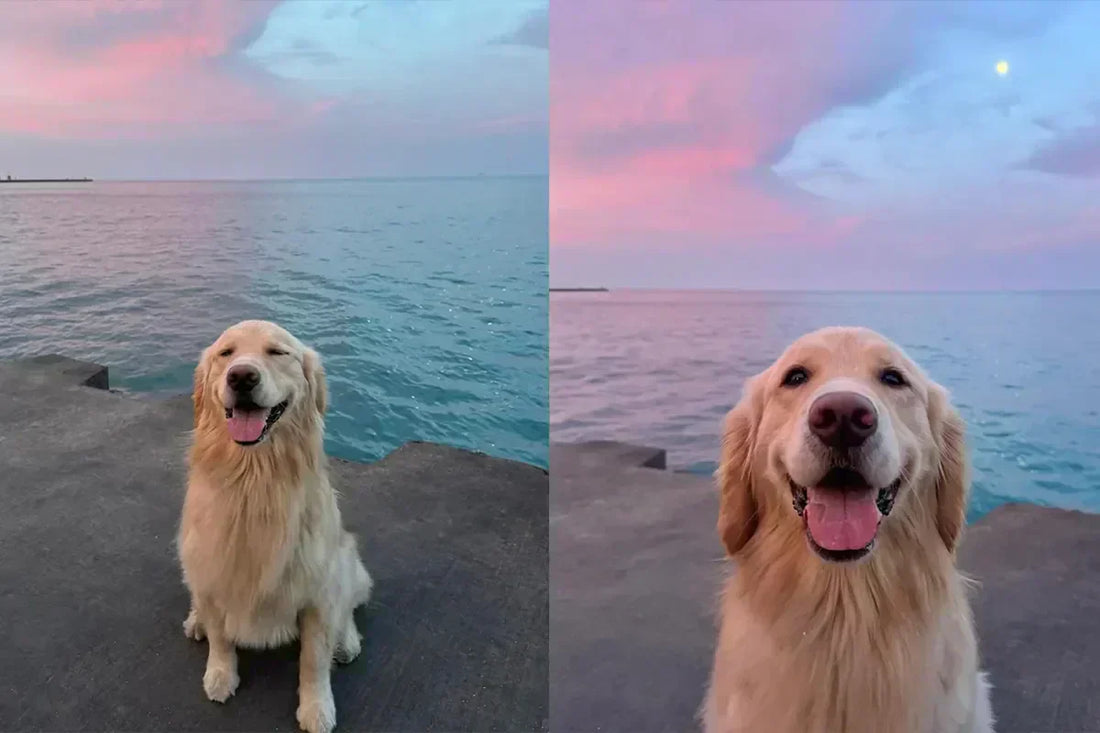 Quelle Race de Chien Est La Plus Mignonne ?