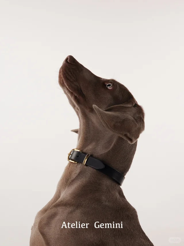 Collier Chien Personnalisé : Guide Complet 2026 [Artisan Français]