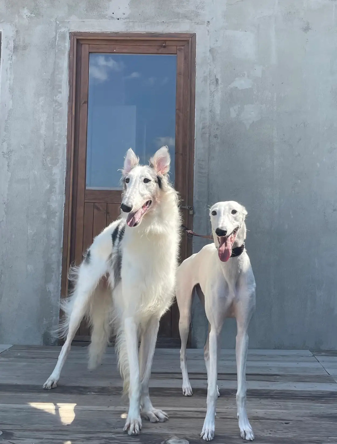 Top 8 Chiens de Chasse Qui S'Adaptent en Ville