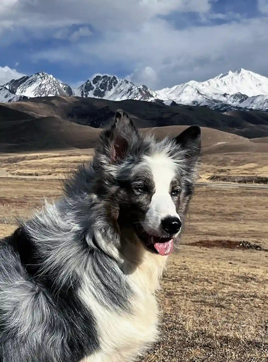 Chien de Berger : 7 Races Extraordinaires qui Vont Vous Faire Craquer