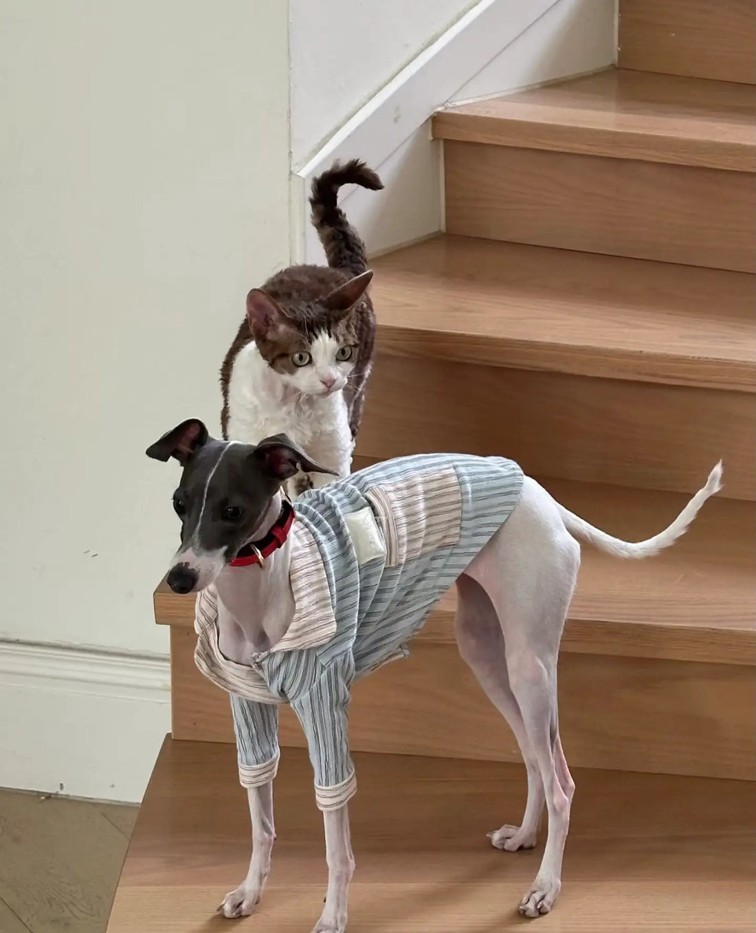 Race de Chien Compatible avec les Chats : 7 Duos Parfaits pour un Foyer Harmonieux