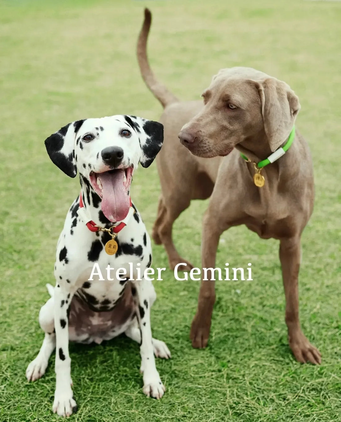 Collier Chien Personnalisé Artisanal : L'Art de la Dorure et de la Gravure au Service de Votre Compagnon