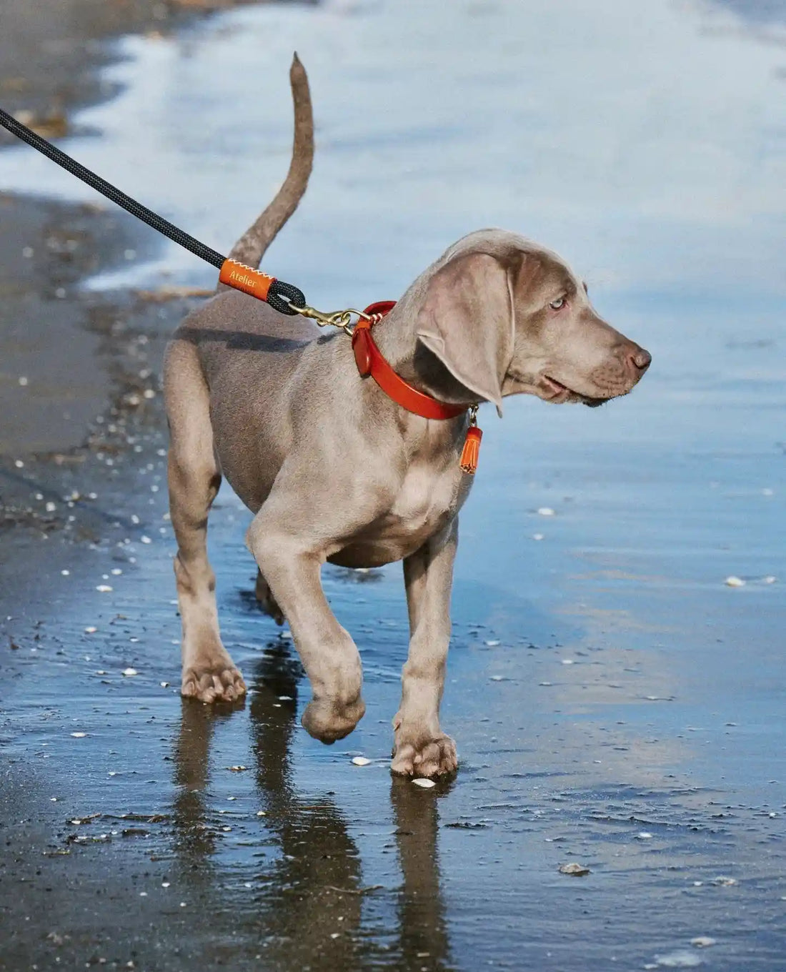 Collier pour Chien Personnalisé à Gravure vs Médaille Pendentif : Quel est le Meilleur Choix ?