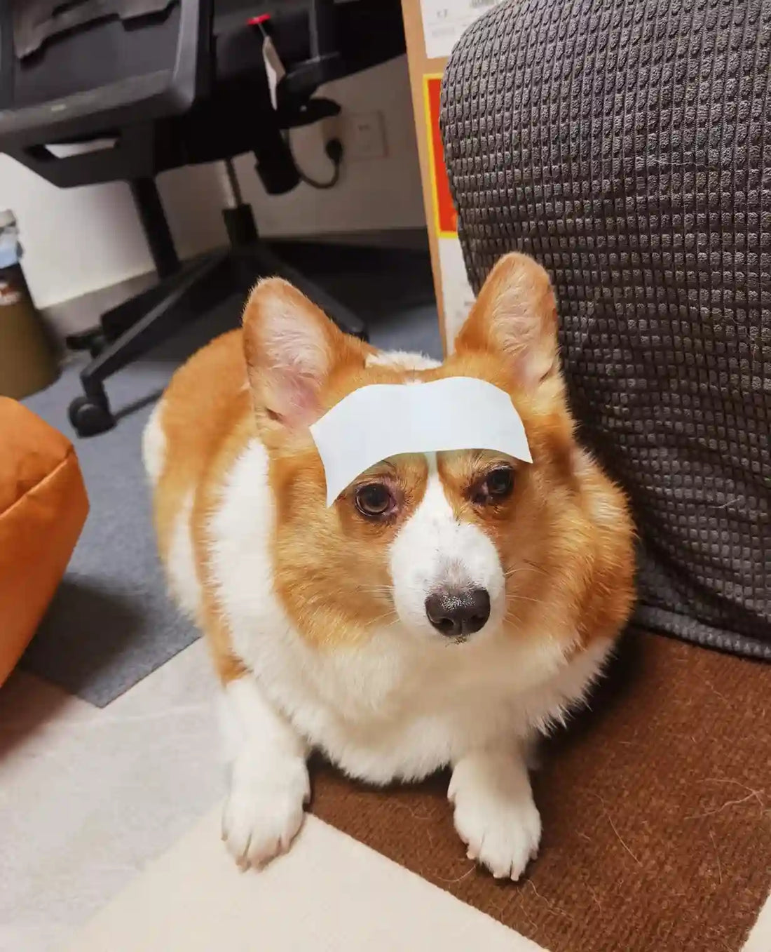 Comment Savoir si Votre Chien a de la Fièvre : Symptômes, Mesure &amp; Soins