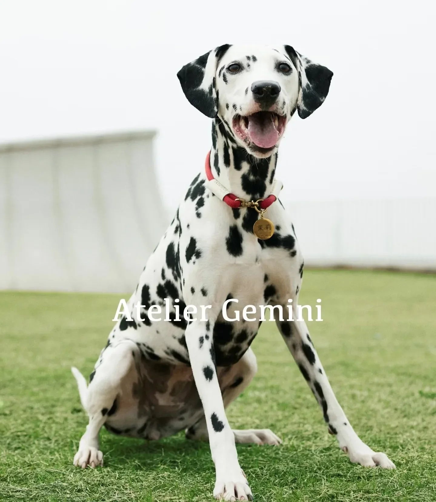 Dalmatien portant un collier rouge avec médaille dorée