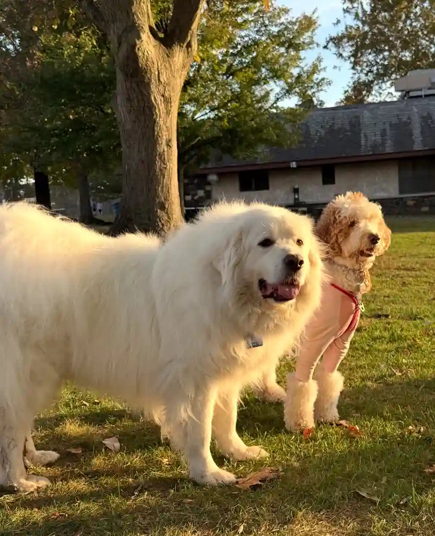 Alerte 2026 : Les chenilles processionnaires sont en avance ! Comment protéger votre chien d'un danger mortel ?
