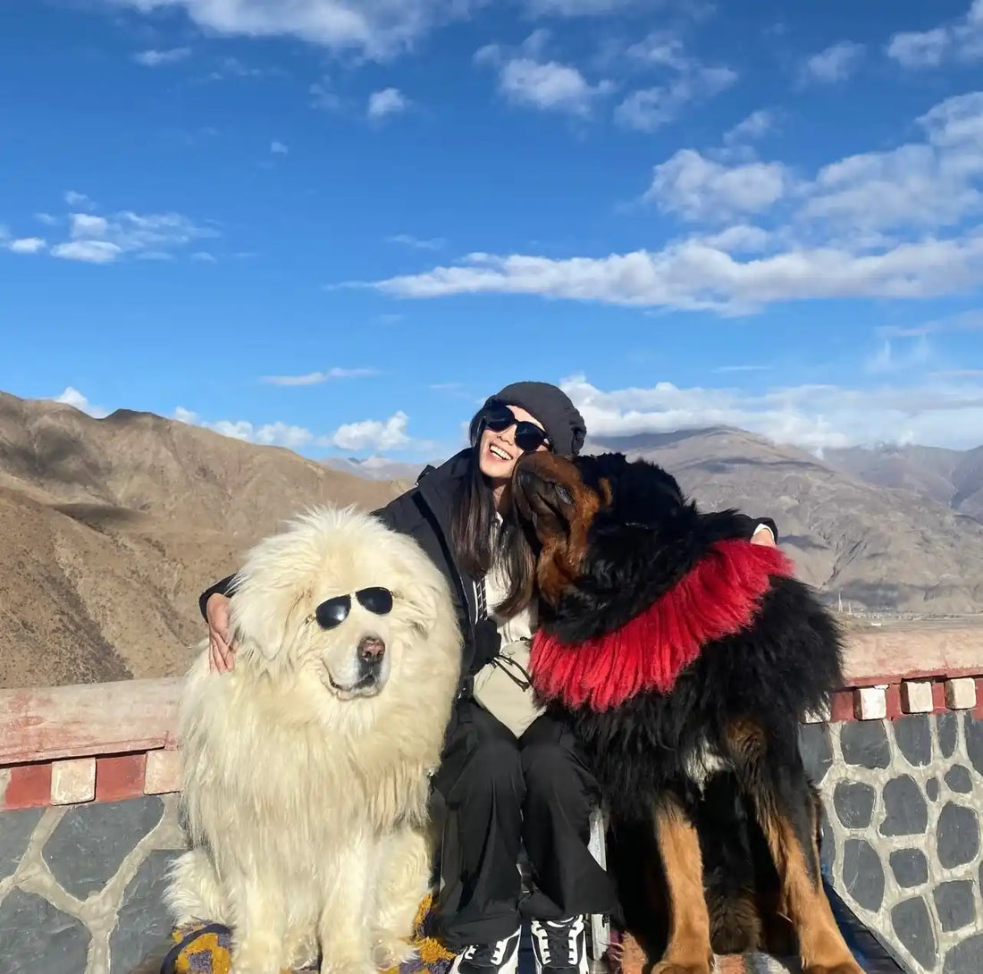 Quel est le Chien le Plus Grand du Monde ? Mon Top 10 (Vous Allez Halluciner)