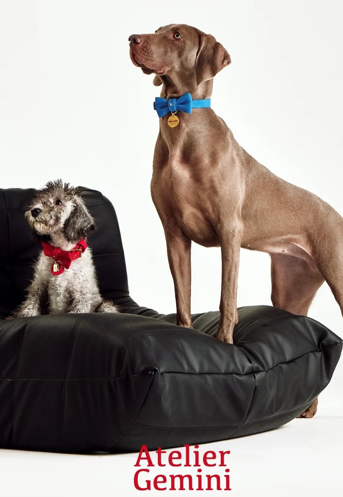 10 Idées Créatives pour un Collier Chien Personnalisé Unique en 2026 : Styles et Tendances à Venir pour Votre Compagnon