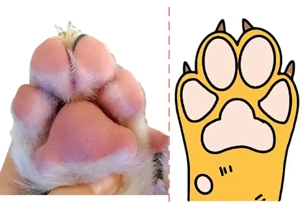 Les Pattes du Chien : Anatomie, Personnalité et Soins