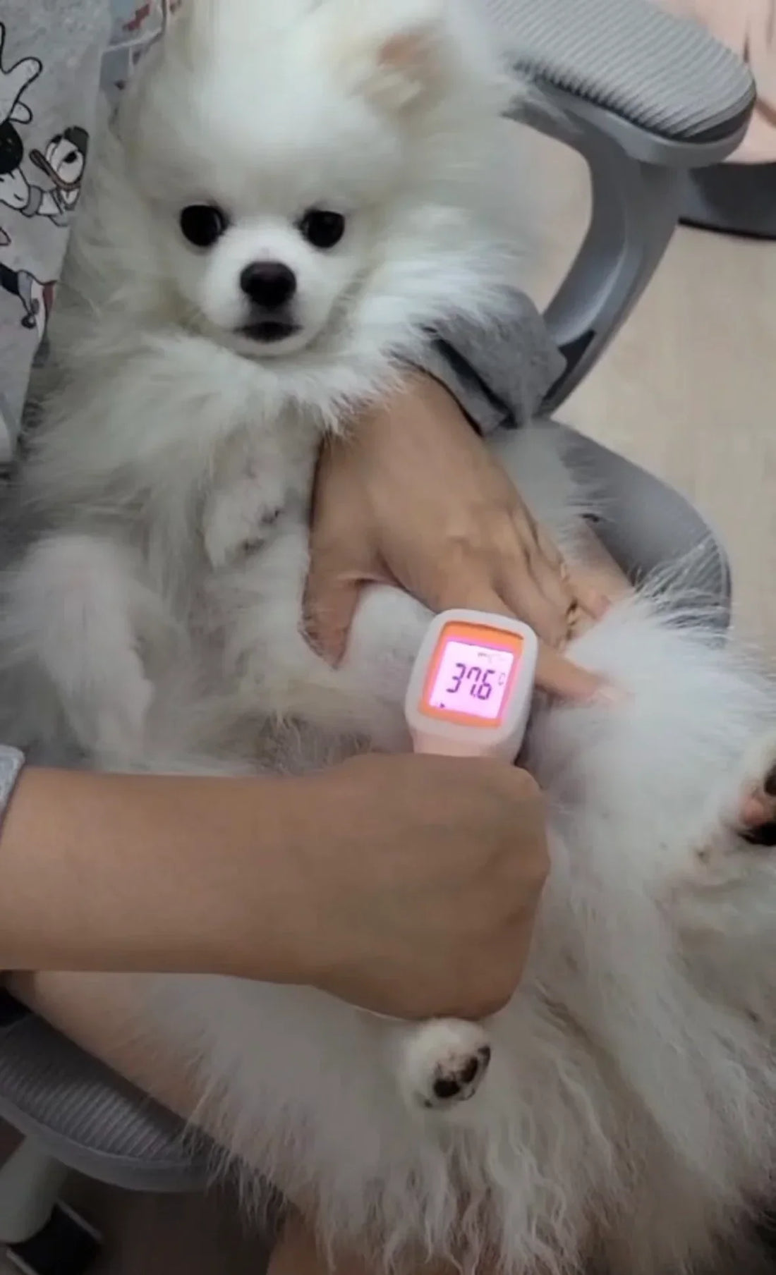 Comment Prendre la Température de son Chien en 4 Étapes Simples