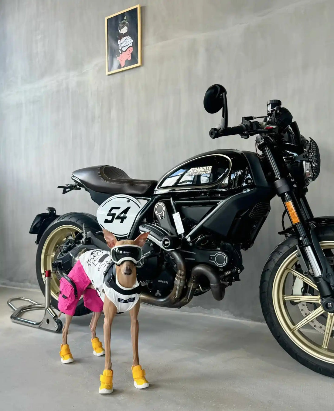 Quel Est le Chien le Plus Chic ? Le Lévrier, Race d'Élégance par Excellence !