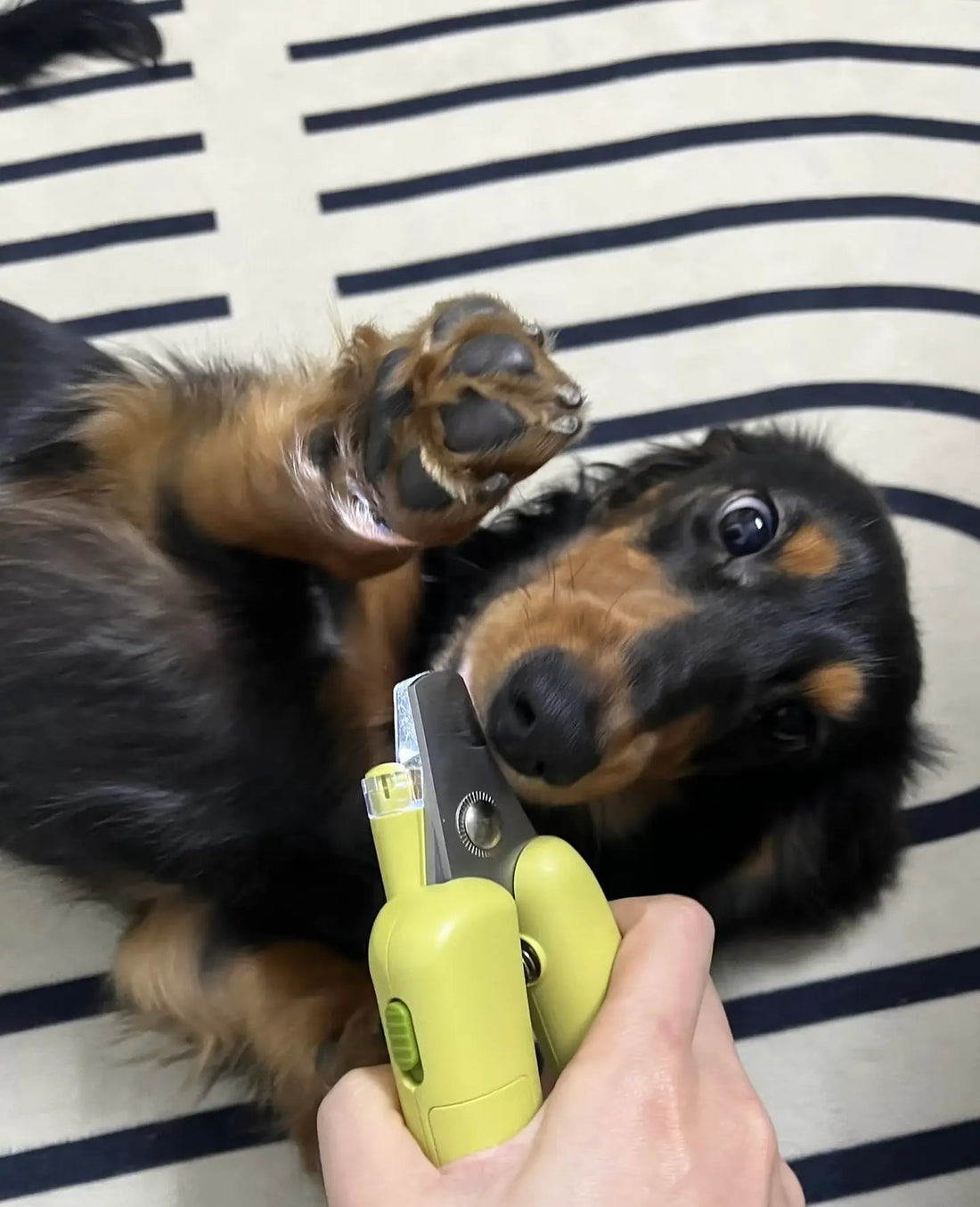 Comment Couper les Ongles d'un Chien Sans Stress ? 5 Étapes Simples