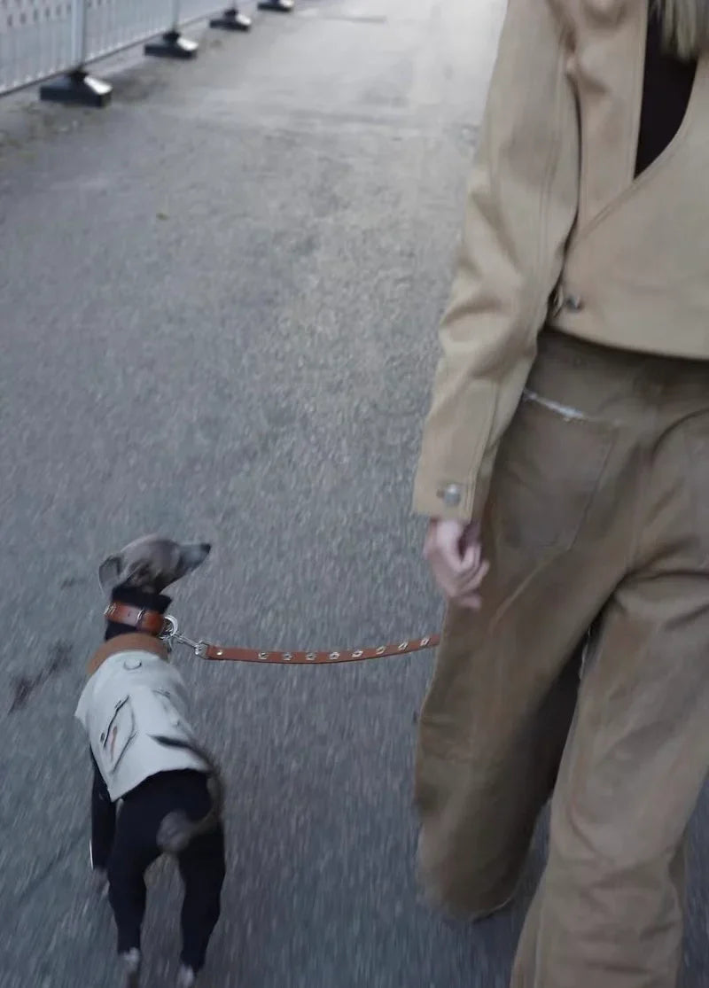 Collier Chien Sur Mesure vs Standard : Pourquoi Votre Compagnon Mérite le Meilleur