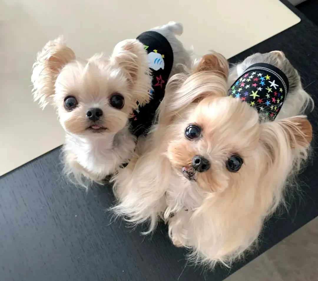 15 Races de Petits Chiens à Poils Longs : Le Guide Complet pour Choisir Votre Compagnon Idéal