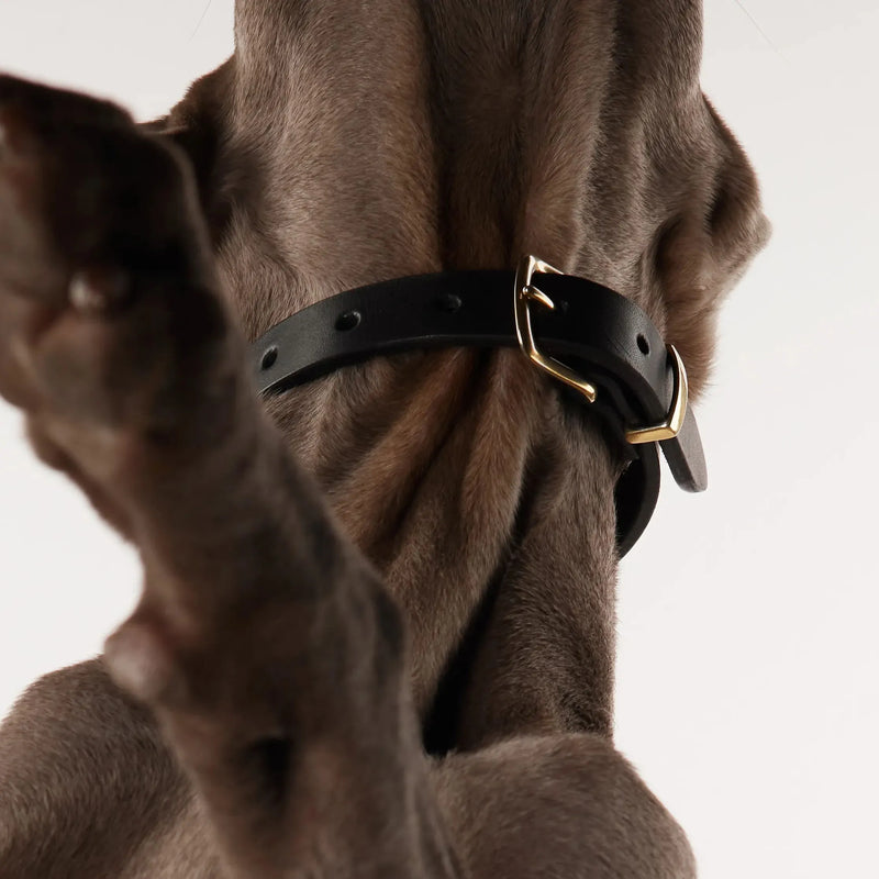 Chien de chasse portant collier cuir premium noir avec boucles laiton massif