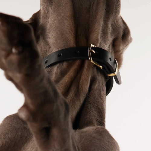 Chien de chasse élégant portant un collier noir en cuir artisanal