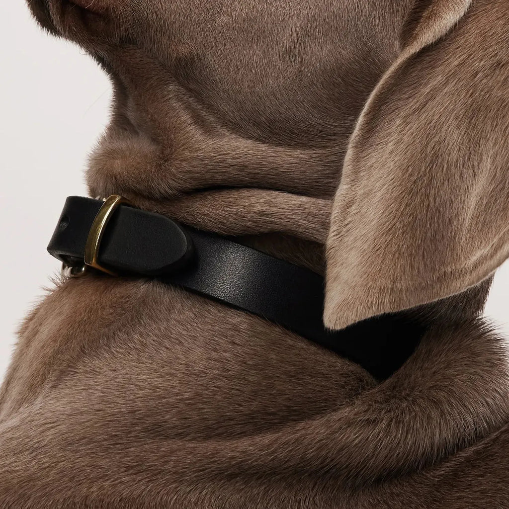Chien avec un collier noir haut de gamme, allure élégante