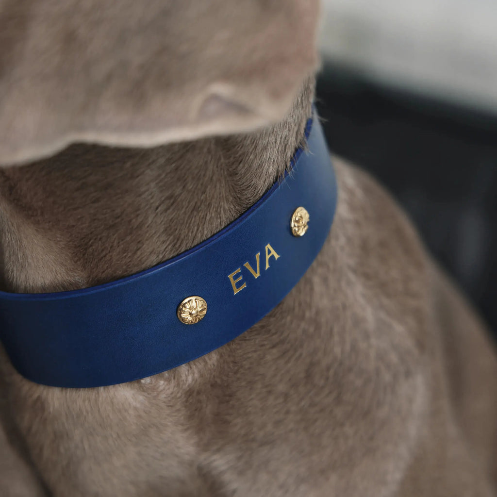 Collier Personnalisable pour Chien en Cuir Premium