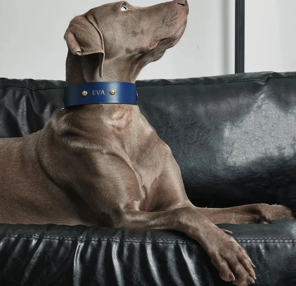 Collier premium cuir bleu Atelier Gemini