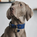 Collier Personnalisable pour Chien en Cuir Premium