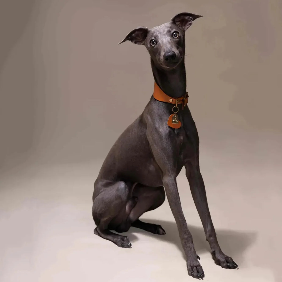 Collier en cuir orange pleine fleur tanné végétal Atelier-Gemini sur lévrier Italian Greyhound gris - finition artisanale haut de gamme