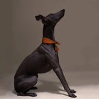 Italian Greyhound portant un collier orange en cuir haut de gamme
