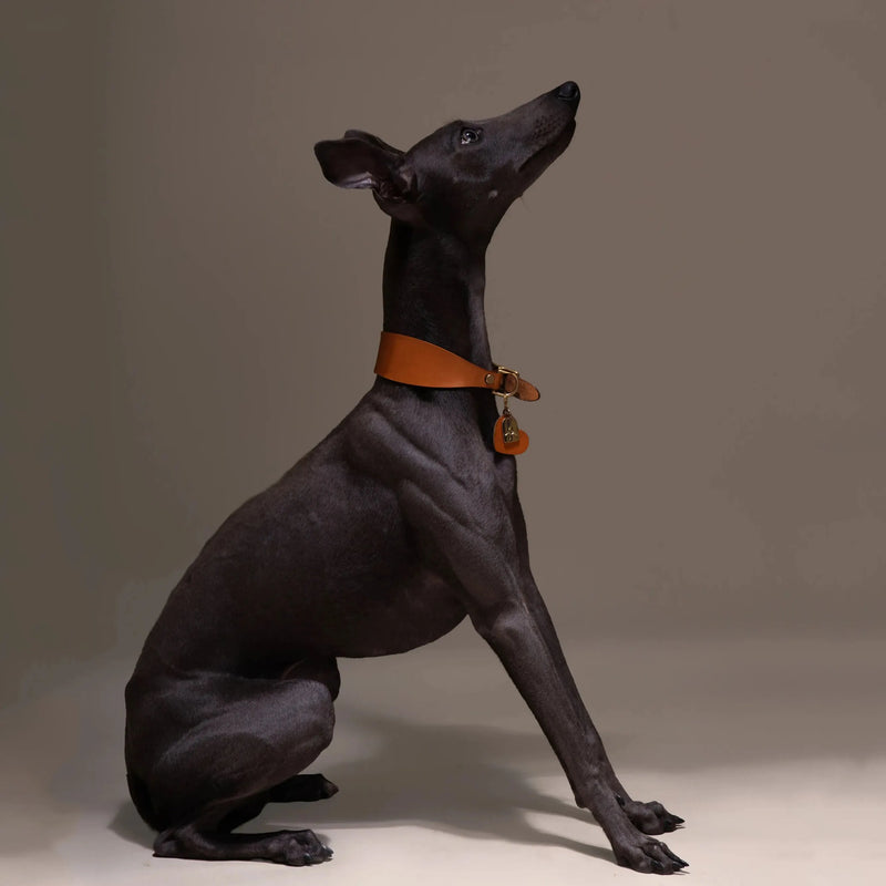 Italian Greyhound avec collier en cuir orange élégant et personnalisable