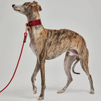 Collier Personnalisable pour Chien en Cuir Premium