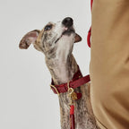 Collier Personnalisable pour Chien en Cuir Premium