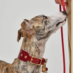 Collier Personnalisable pour Chien en Cuir Premium
