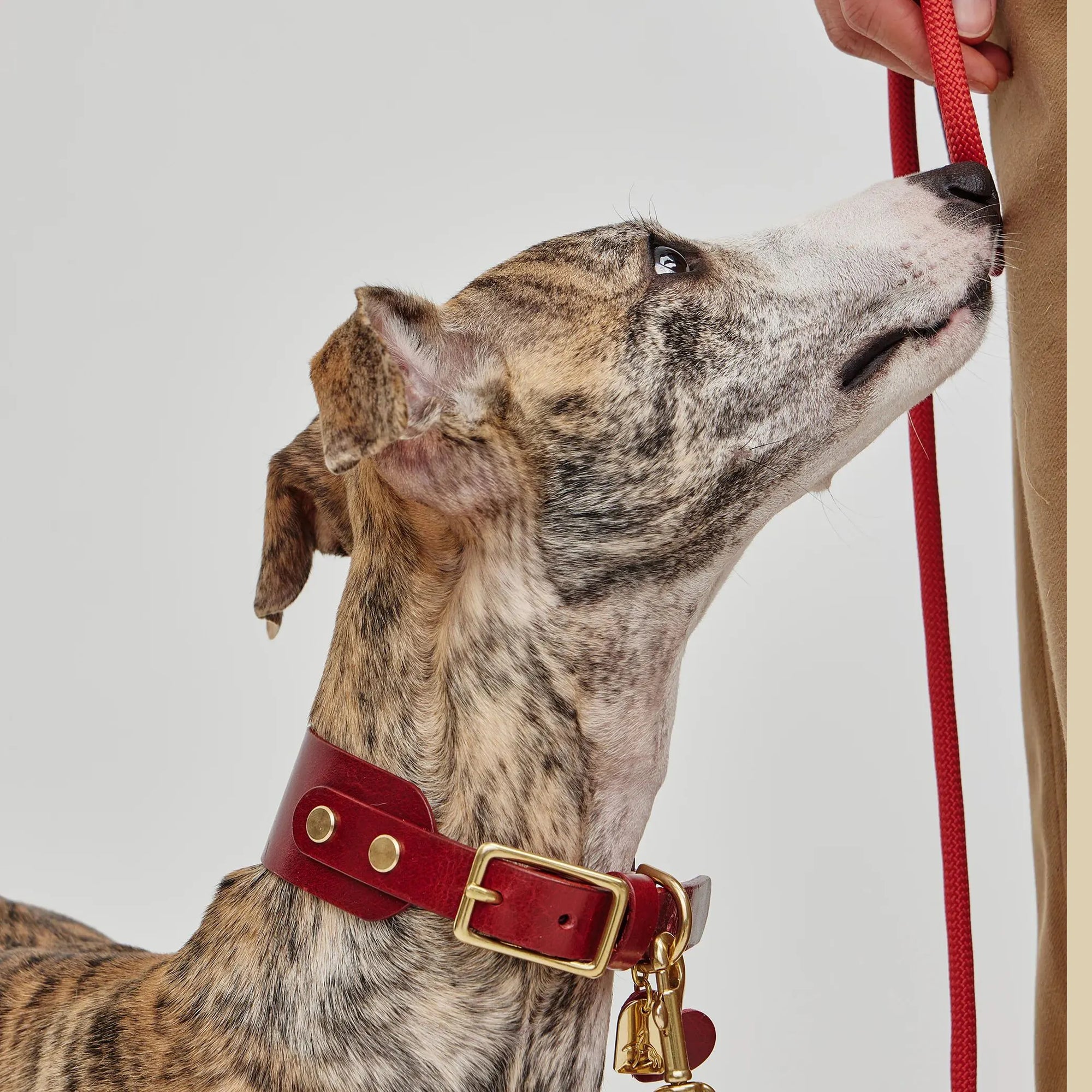 Collier Personnalisable pour Chien en Cuir Premium