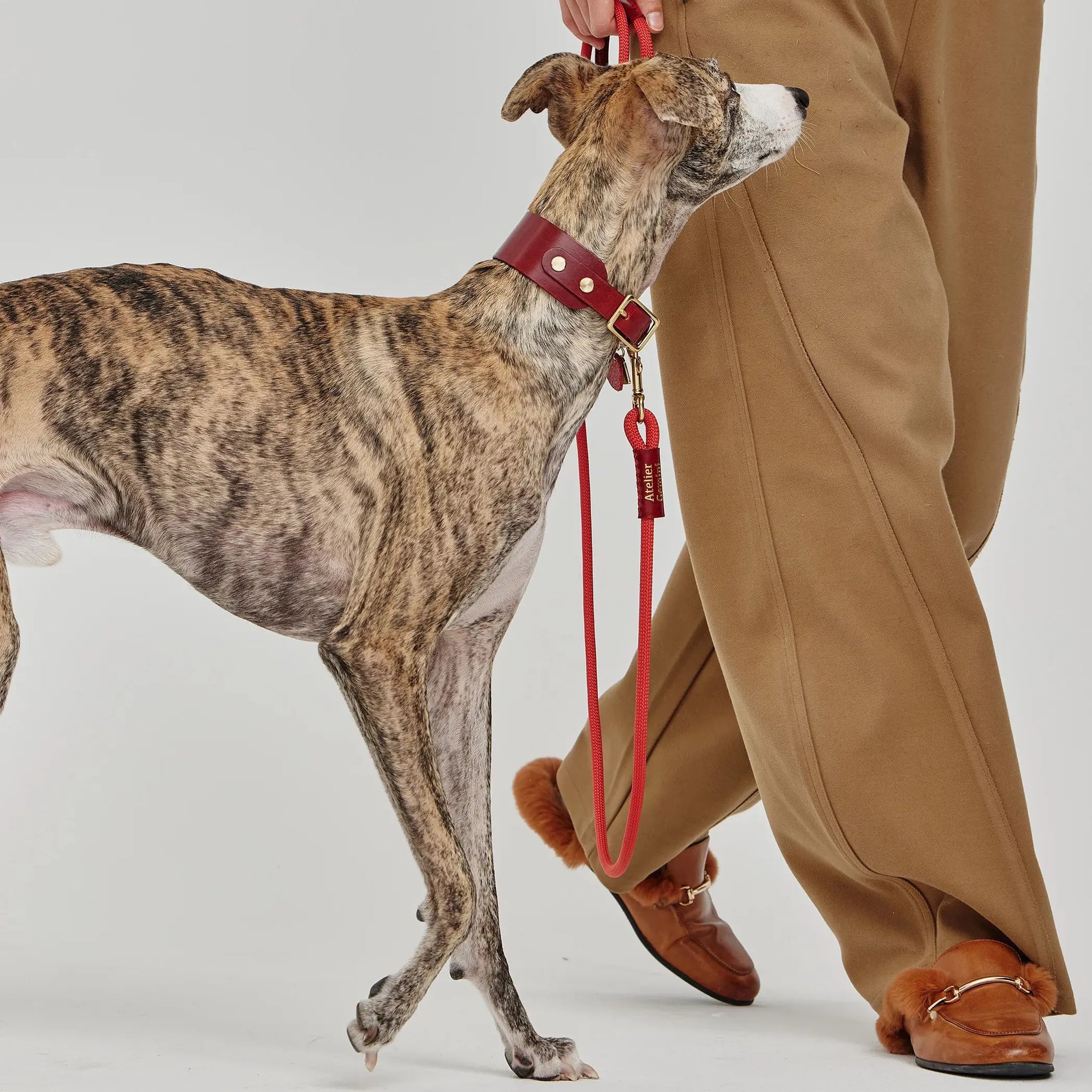 Collier Personnalisable pour Chien en Cuir Premium