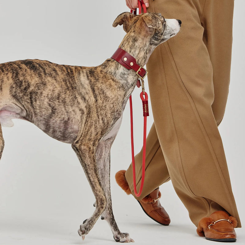 Collier en cuir premium rouge sur Whippet élégant lors d'une promenade urbaine