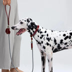 Dalmatien avec son maître, portant un collier bordeaux haut de gamme