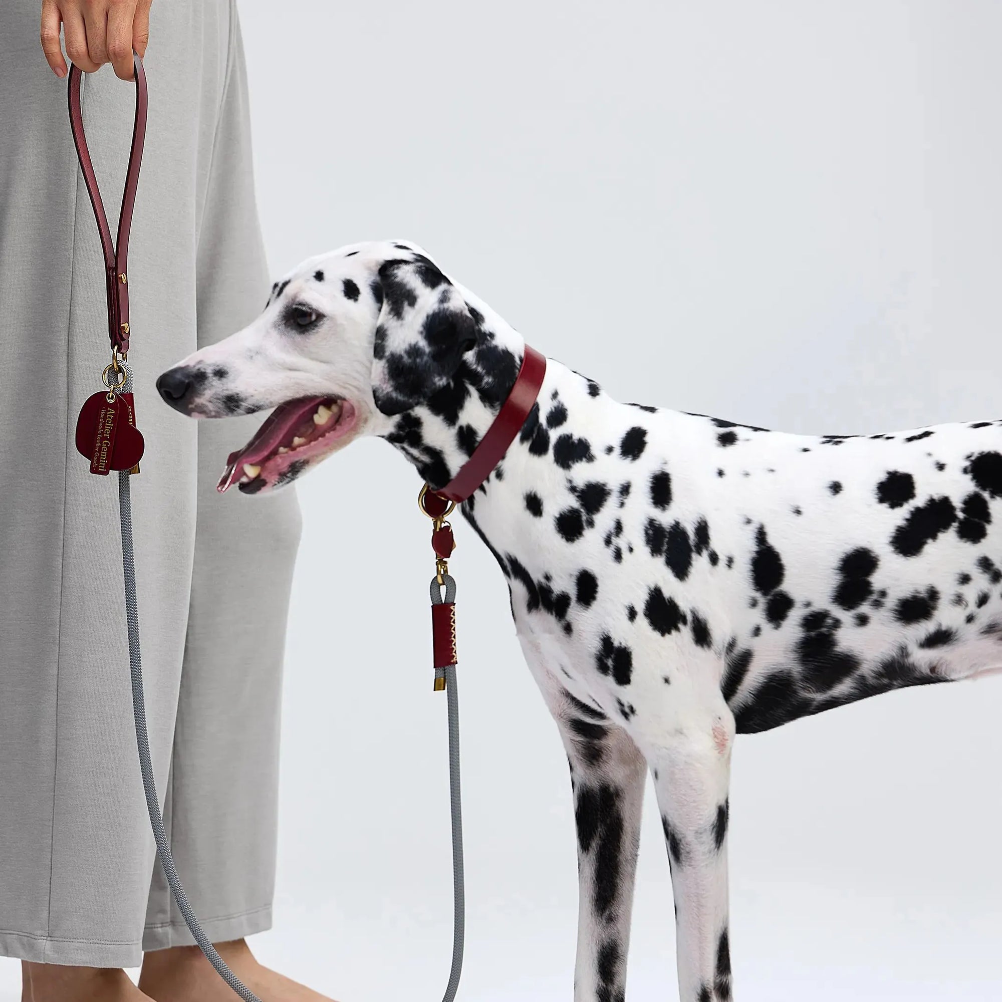 Dalmatien avec son maître, portant un collier bordeaux haut de gamme
