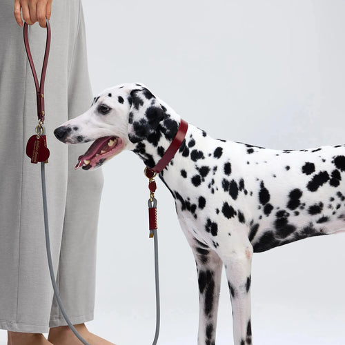 Dalmatien avec son maître, portant un collier bordeaux haut de gamme