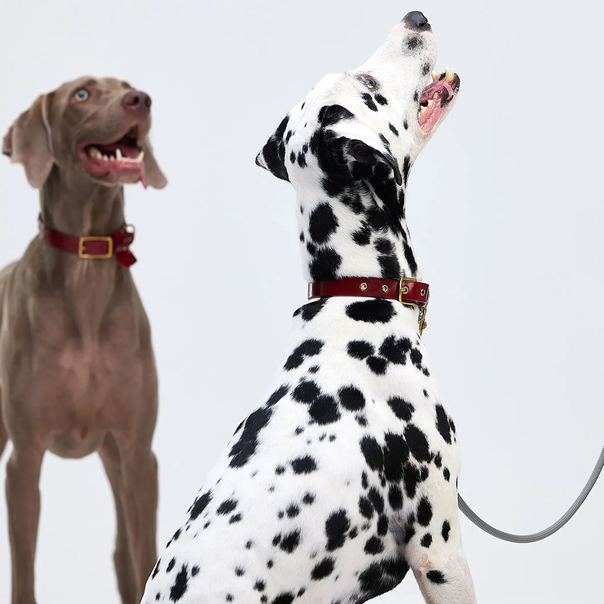 Chien portant collier en cuir italien rouge premium Atelier Gemini avec dorure à chaud et boucles laiton massif démontrant l'élégance du haut de gamme artisanal