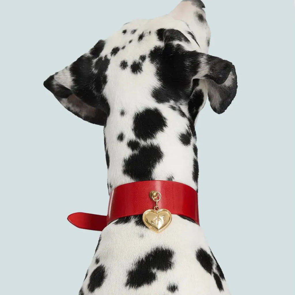 Dalmatien avec collier rouge et médaillon doré gravé