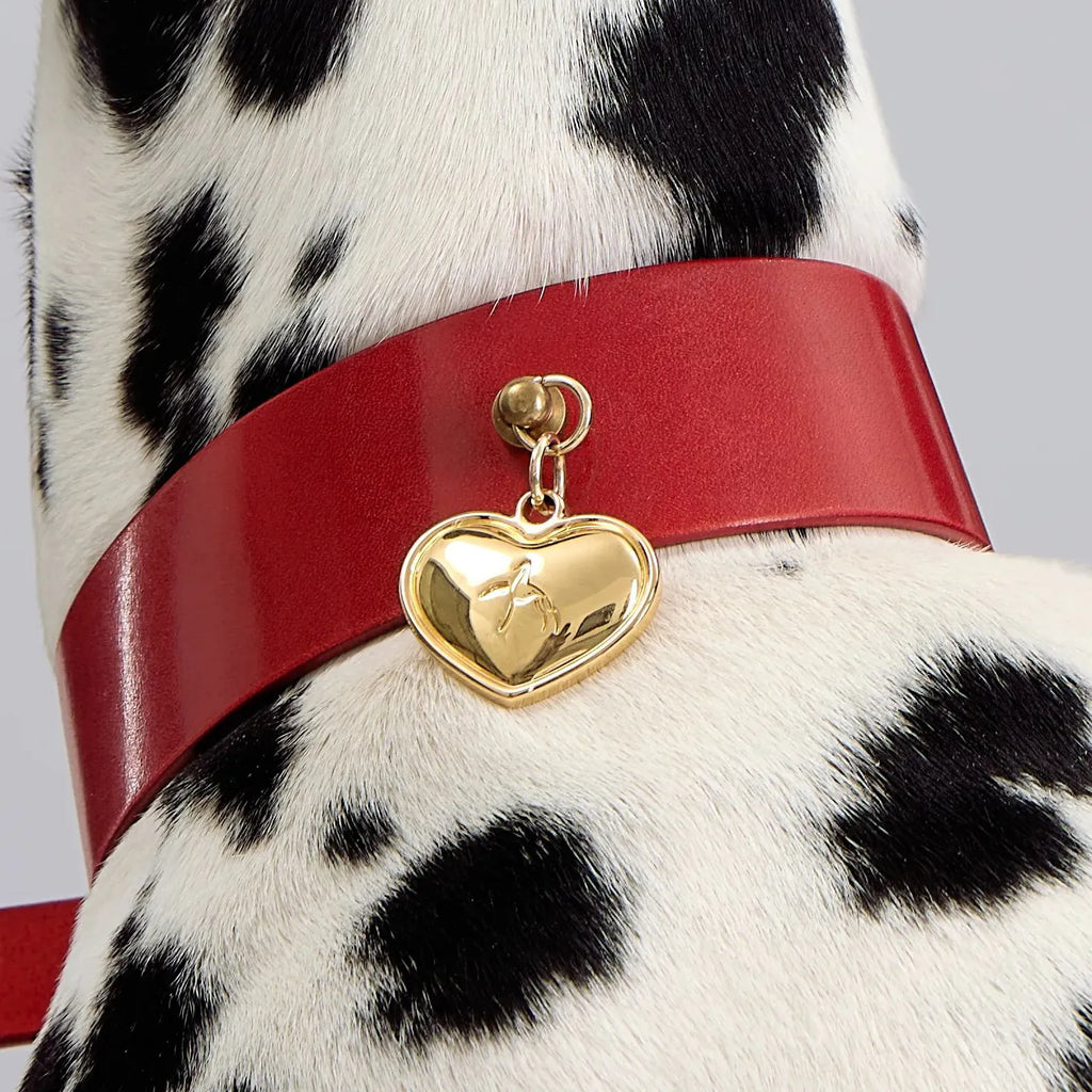 Dalmatien portant un collier rouge avec un médaillon doré personnalisé