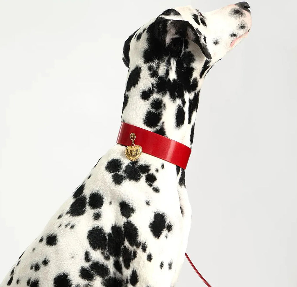 Profil d’un dalmatien avec collier rouge et médaillon doré