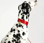 Profil d’un dalmatien avec collier rouge et médaillon doré