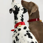 Dalmatien et labrador avec collier rouge et médaillon doré