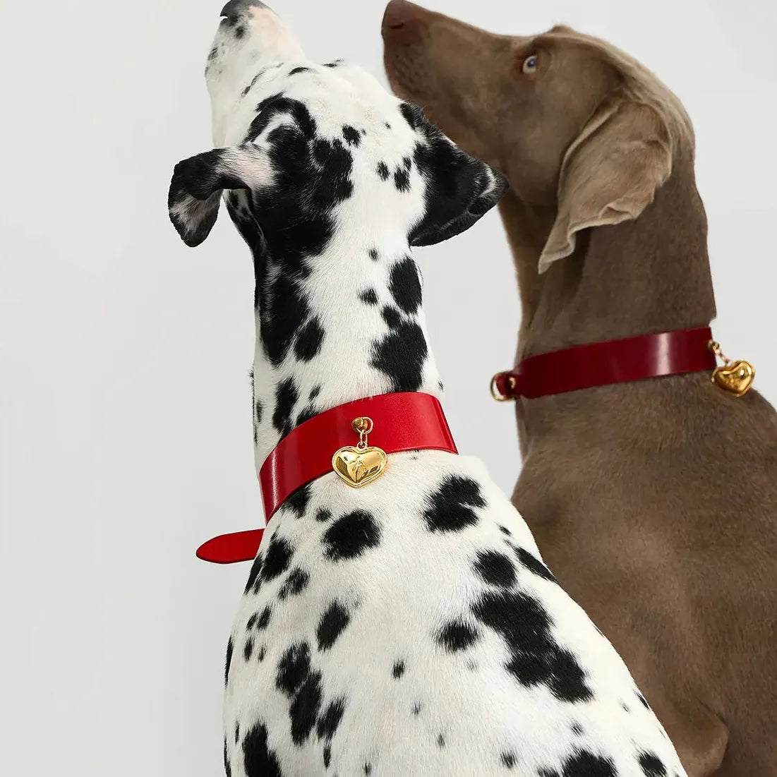 Dalmatien et labrador avec collier rouge et médaillon doré