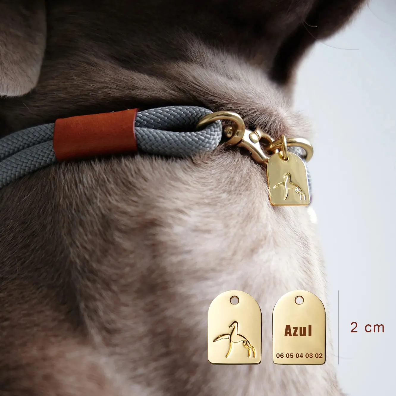 Labrador marron avec collier de chasse gris et marron en nylon avec médaille gravée - équipement robuste pour grand chien