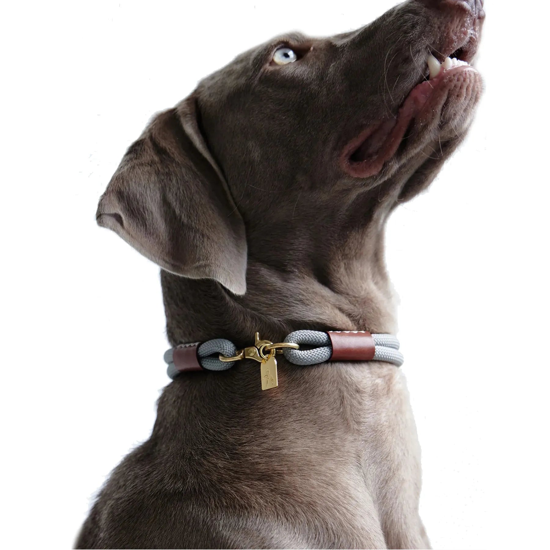 Collier chien personnalisé brodé coloré en nylon – Labrador – Atelier Gemini