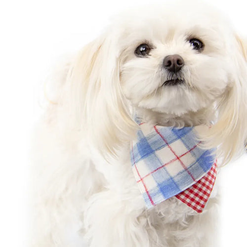 Chien de type pékinois avec un bandana tricolore bleu blanc rouge
