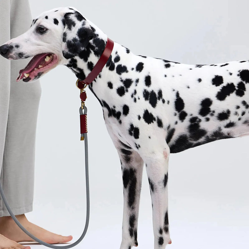 Dalmatien en promenade avec laisse premium bordeaux en nylon et cuir