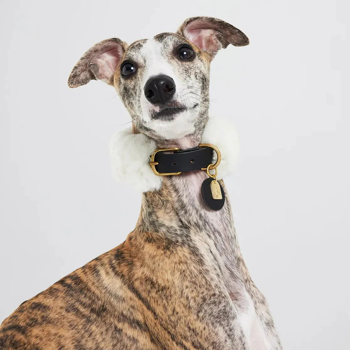 Vue de face d'un Whippet portant collier cuir noir avec laine d'agneau montrant la largeur de protection et le maintien confortable
