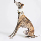 Whippet portant un collier chien noir en laine et cuir vue de profil